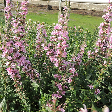 Lythrum salicaria 'Blush' Fackelblomster