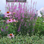 Lythrum virgatum 'Dropmore Purple' Smalt fackelblomster