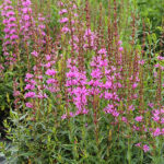 Lythrum virgatum 'Dropmore Purple' Smalt fackelblomster