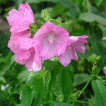 Malva alcea 'Fastigiata' Rosenmalva