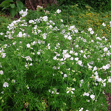 Malva moschata 'Alba' Myskmalva