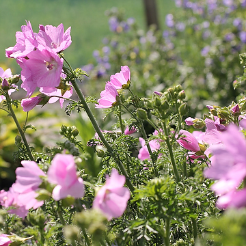 Malva moschata Myskmalva