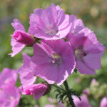 Malva moschata Myskmalva