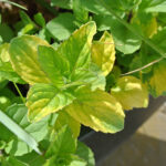Mentha gracilis 'Variegata' Ingefärsmynta