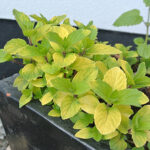 Mentha gracilis 'Variegata' Ingefärsmynta