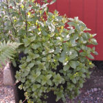 Mentha piperita Citrata-Gr. 'Chocolate' Chokladmynta