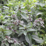 Mentha piperita Citrata-Gr. 'Chocolate' Chokladmynta