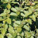 Mentha piperita Citrata-Gr. 'Citrata' Citronmynta