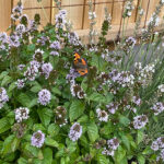 Mentha piperita Citrata-Gr. 'Orange' Apelsinmynta