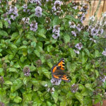 Mentha piperita Citrata-Gr. 'Orange' Apelsinmynta