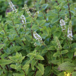 Mentha villosa MAROCKANSK MYNTA Marockansk mynta