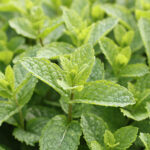 Mentha villosa MAROCKANSK MYNTA Marockansk mynta