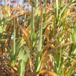 Miscanthus giganteus 2L Elefantmiskantus