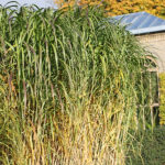 Miscanthus giganteus 2L Elefantmiskantus