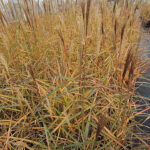 Miscanthus sinensis 'Dronning Ingrid' 2L Glansmiskantus