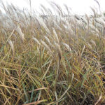 Miscanthus sinensis 'Dronning Ingrid' 2L Glansmiskantus