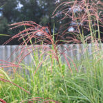 Miscanthus sinensis 'Ferner Osten' 2L Glansmiskantus