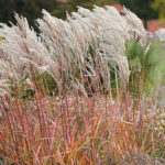 Miscanthus sinensis 'Ferner Osten' 2L Glansmiskantus