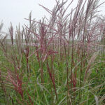 Miscanthus sinensis 'Ferner Osten' 2L Glansmiskantus