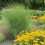 Miscanthus sinensis 'Gracillimus' 2L Glansmiskantus