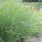 Miscanthus sinensis 'Gracillimus' 2L Glansmiskantus