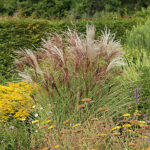Miscanthus sinensis 'Kleine Fontäne' 2L Glansmiskantus