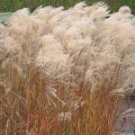 Miscanthus sinensis 'Kleine Fontäne' 2L Glansmiskantus