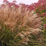 Miscanthus sinensis 'Kleine Fontäne' 2L Glansmiskantus