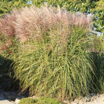 Miscanthus sinensis 'Malepartus' 2L Glansmiskantus