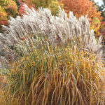 Miscanthus sinensis 'Malepartus' 2L Glansmiskantus