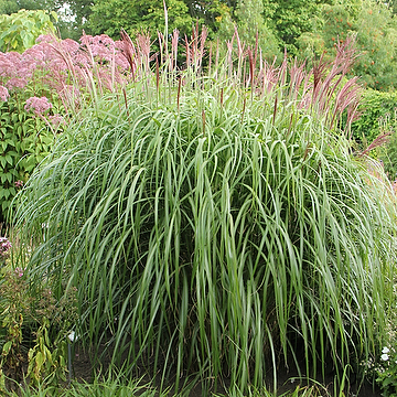 Miscanthus sinensis 'Malepartus' 2L Glansmiskantus