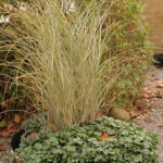 Miscanthus sinensis 'Morning Light' 2L Glansmiskantus