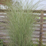 Miscanthus sinensis 'Morning Light' 2L Glansmiskantus