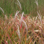 Miscanthus sinensis 'Purpurascens' 2L Kopparmiskantus