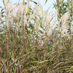 Miscanthus sinensis 'Silberfeder' 2L Glansmiskantus