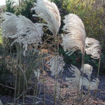 Miscanthus sinensis 'Silberfeder' 2L Glansmiskantus