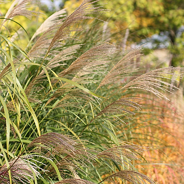 Miscanthus sinensis 'Silberfeder' 2L Glansmiskantus