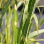 Miscanthus sinensis 'Strictus' 2L Zebragräs