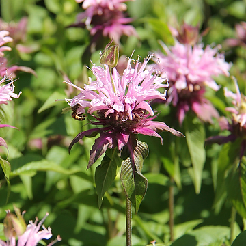 Monarda 'Beauty of Cobham' Temynta