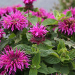 Monarda 'Bee-Free' Temynta