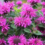 Monarda 'Bee-Free' Temynta