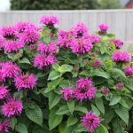 Monarda 'Bee-Free' Temynta