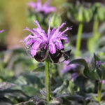 Monarda 'Blue Moon' Temynta