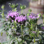 Monarda 'Blue Moon' Temynta