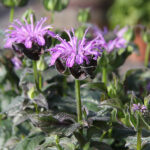 Monarda 'Blue Moon' Temynta