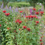 Monarda 'Squaw' Temynta