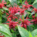 Monarda 'Squaw' Temynta