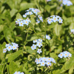 Myosotis scorpioides Äkta förgätmigej