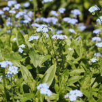 Myosotis scorpioides Äkta förgätmigej