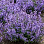 Nepeta 'Cat's Pyjamas' NY Nepeta